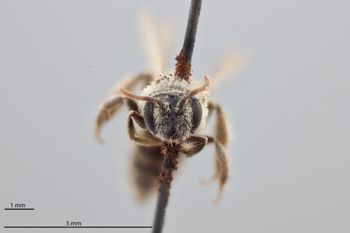 Media type: image;   Entomology 771584 Aspect: head frontal view